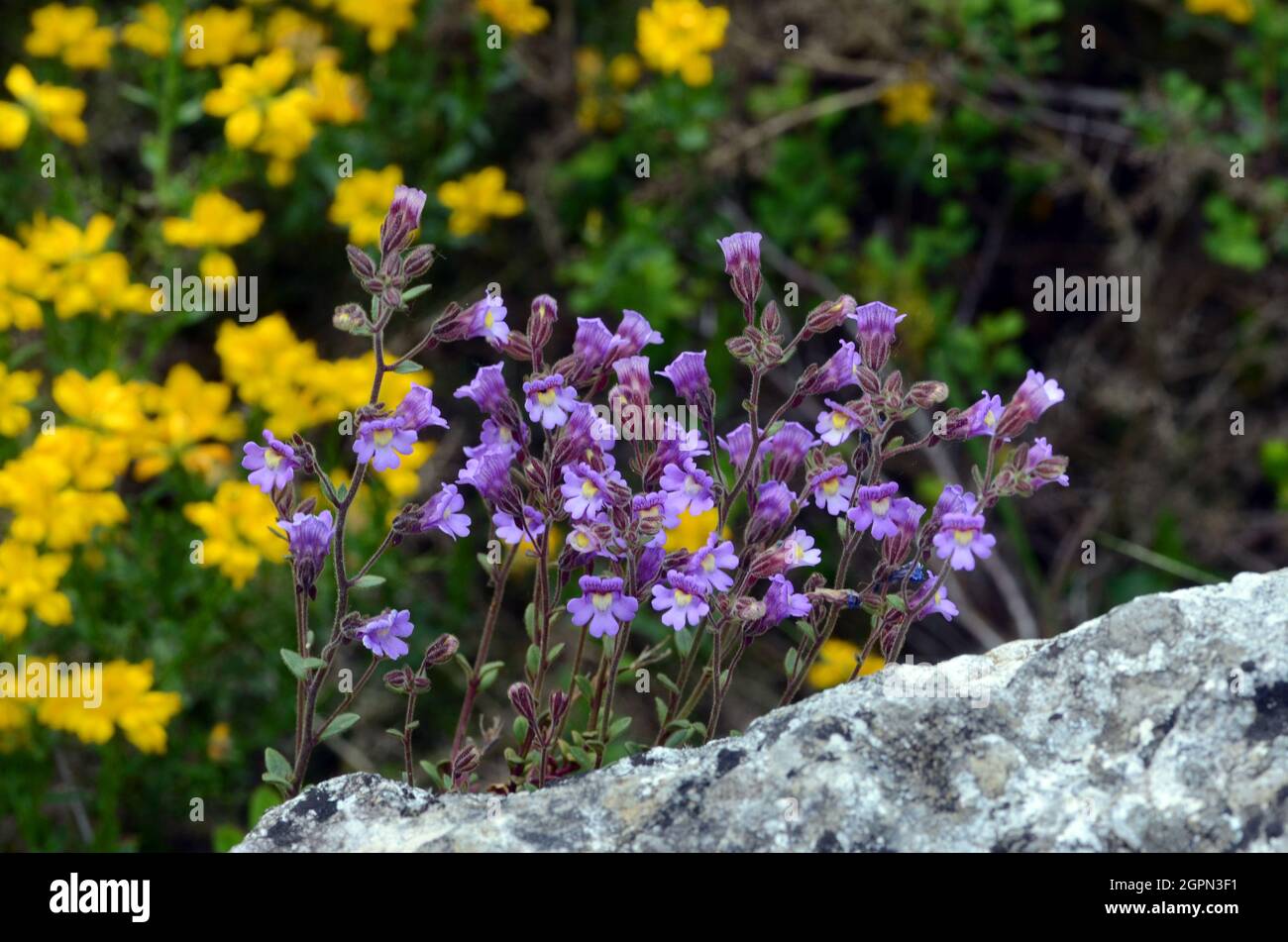 Chaenorhinum origanifolium flowers growing on rocks Stock Photo