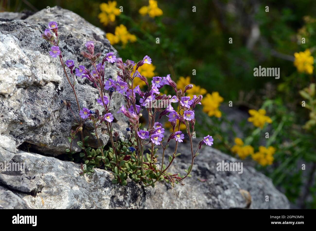 Chaenorhinum origanifolium flowers growing on rocks Stock Photo