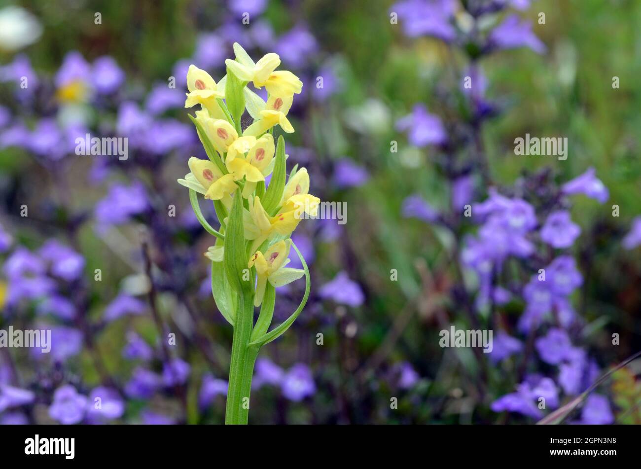 Flowers of Dactylorhiza sambucina, a wild orchid that grows in mountain grasses Stock Photo