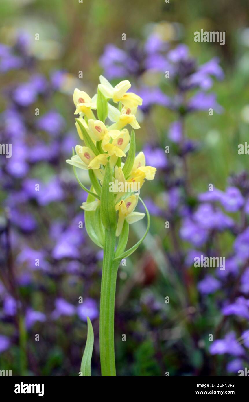 Flowers of Dactylorhiza sambucina, a wild orchid that grows in mountain grasses Stock Photo