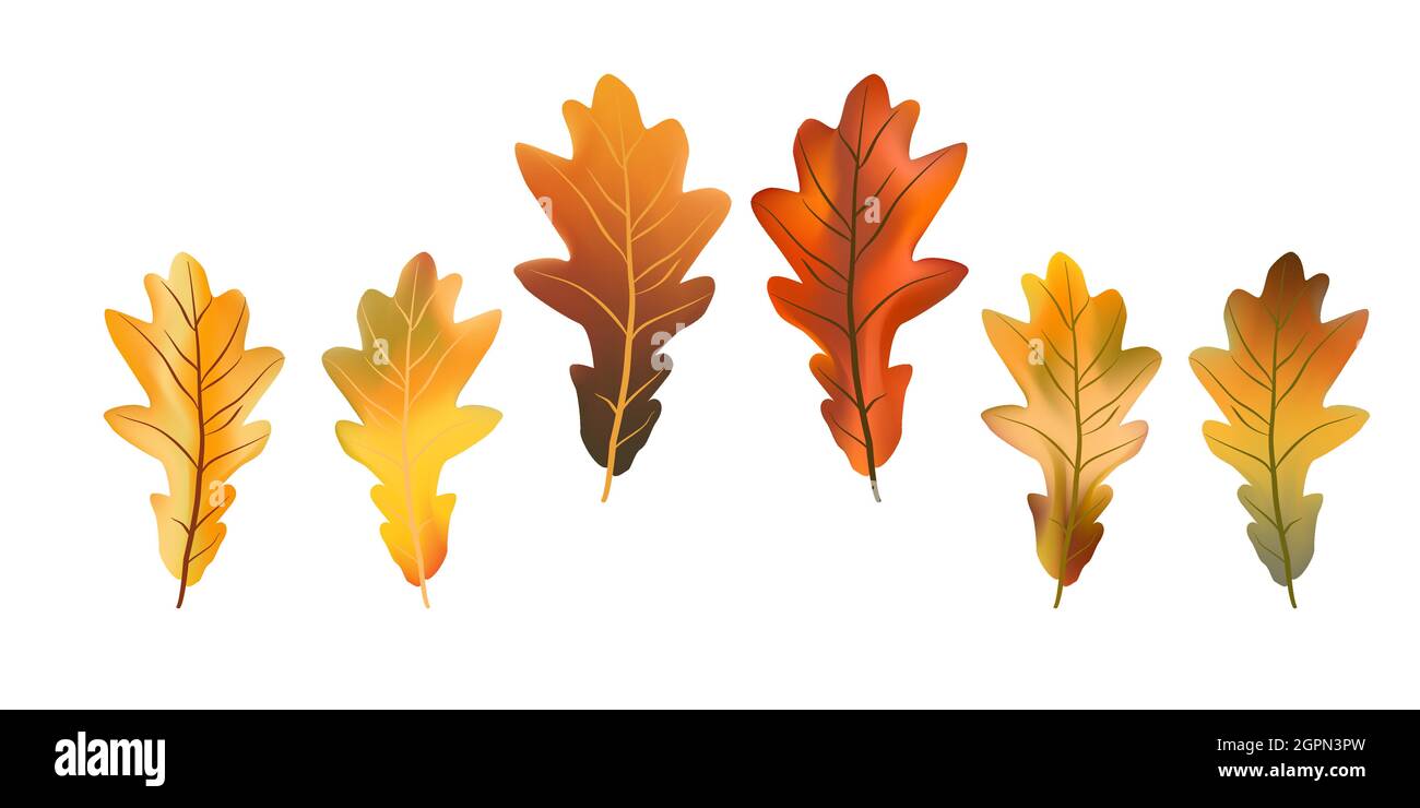 Old oak tree autumn leaves Stock Vector Images - Alamy
