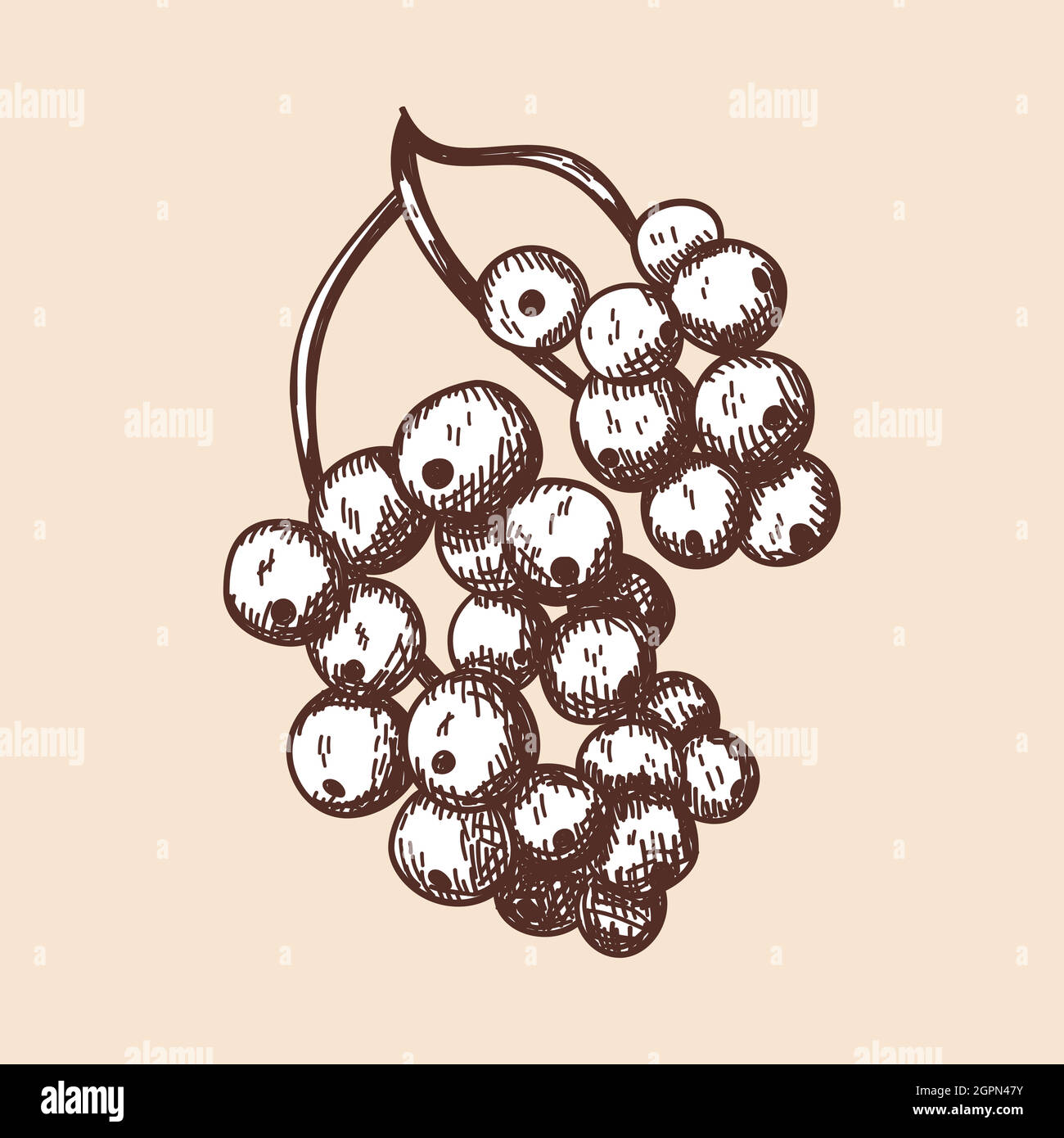 Icon Of Black Currant Stock Vector