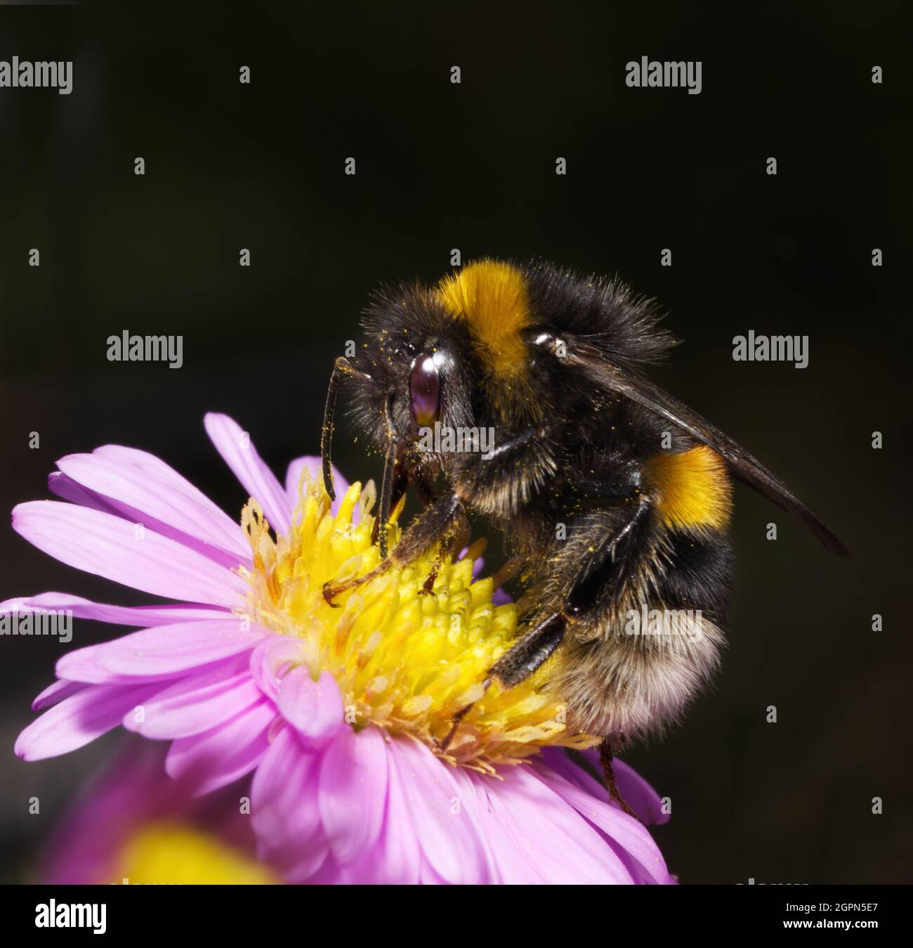 A buff-tailed  bumblebee, Bombus terrestris, feeding on a  Michaelmas daisy, showing its proboscis Stock Photo