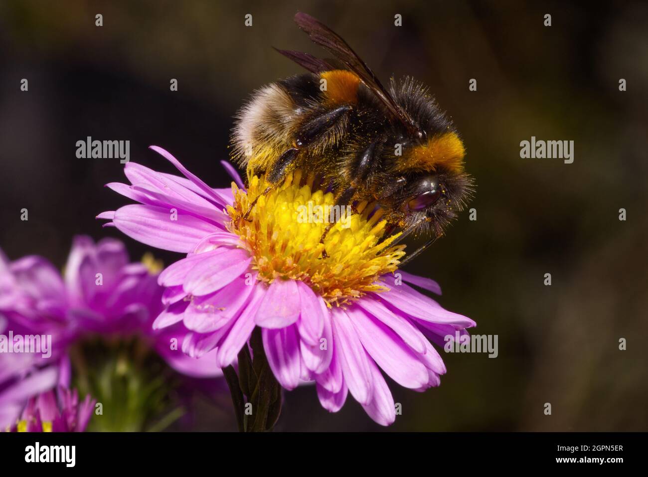 A buff-tailed  bumblebee, Bombus terrestris, feeding on a  Michaelmas daisy, showing its proboscis Stock Photo