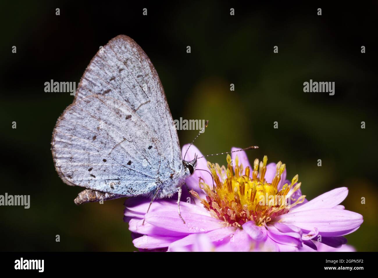 A Holly blue butterfly, Celastrina argiolus, feeding on a Michaelmas daisy, showing its proboscis Stock Photo