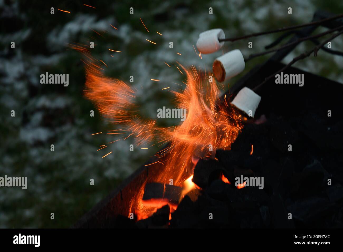 Roasting and cooking marshmallow on a fire at the evening. Close up Stock Photo Alamy