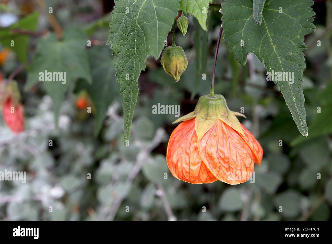 Abutilon ‘Giant Orange’ Chinese lantern Giant Orange – deep orange large bell-shaped flowers with red veins, maple-like leaves,  September, England,UK Stock Photo