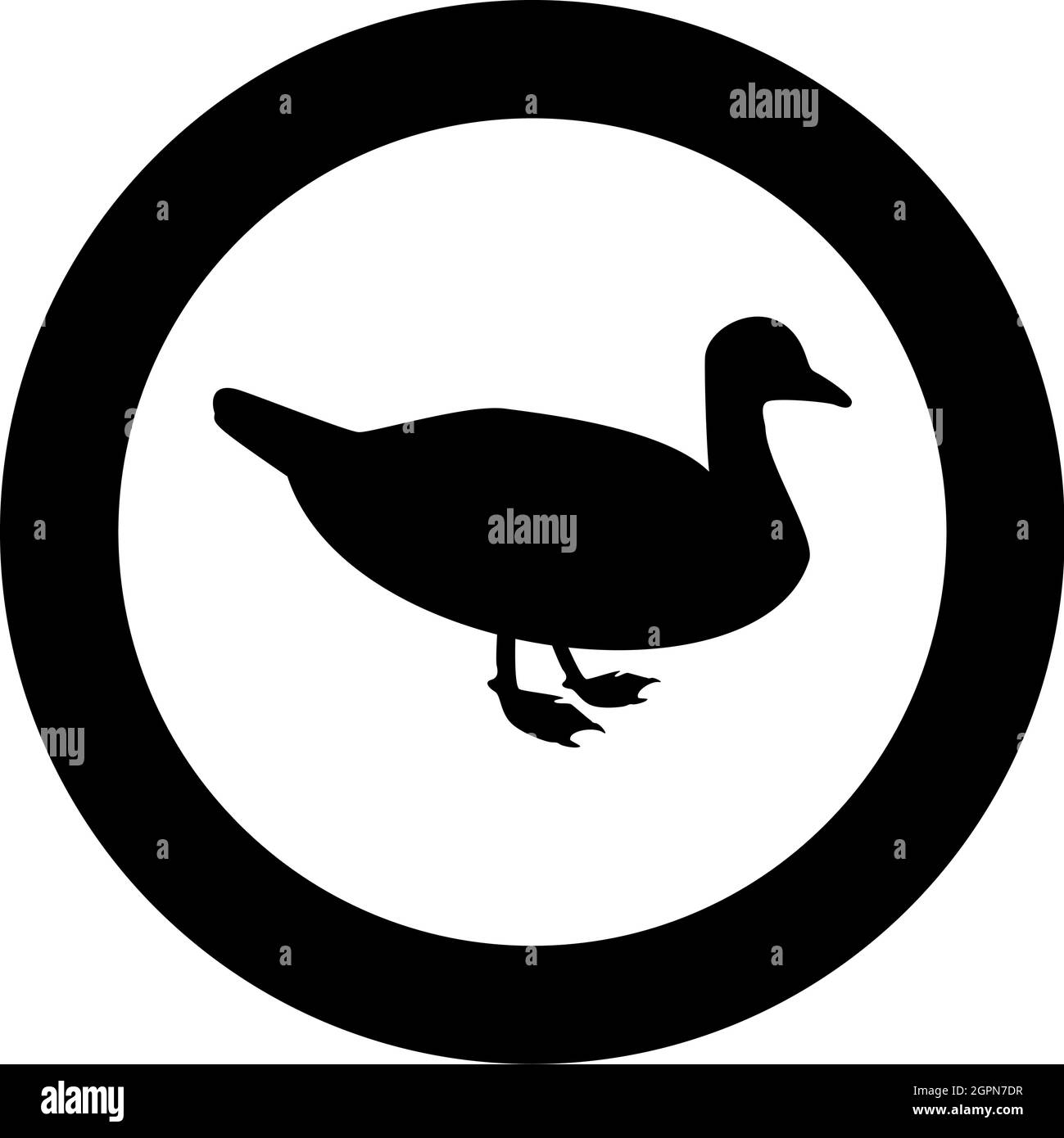 Duck Male mallard Bird Waterbird Waterfowl Poultry Fowl Canard silhouette in circle round black color vector illustration solid outline style image Stock Vector