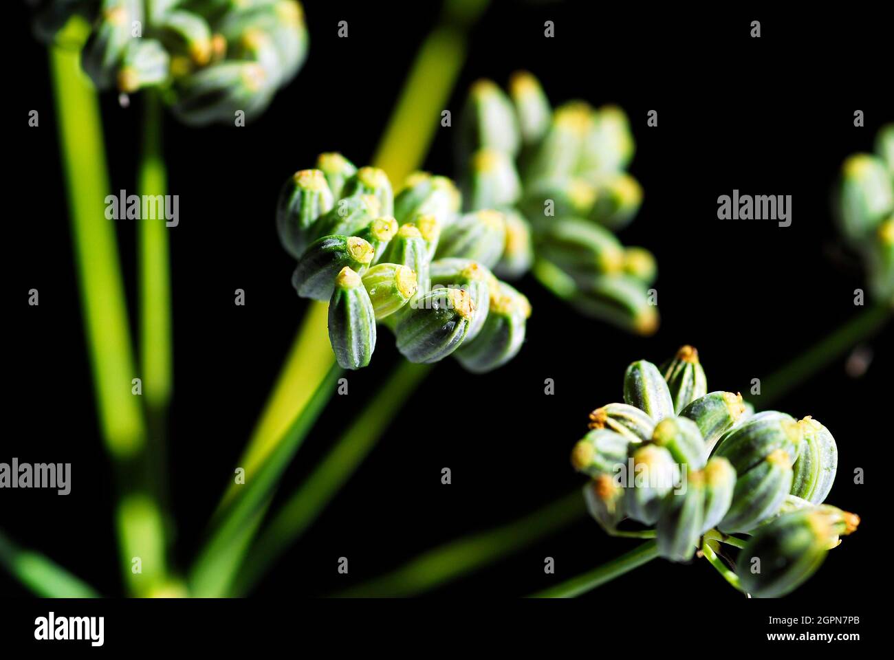 Fennel fruits (Foeniculum vulgare) used to flavor food Stock Photo Alamy