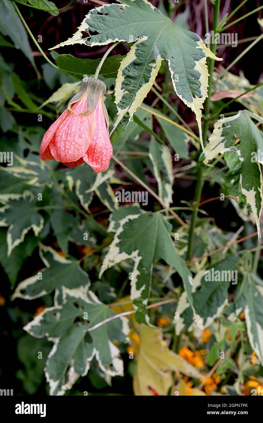 Abutilon x hybridum savitzii hires stock photography and images Alamy