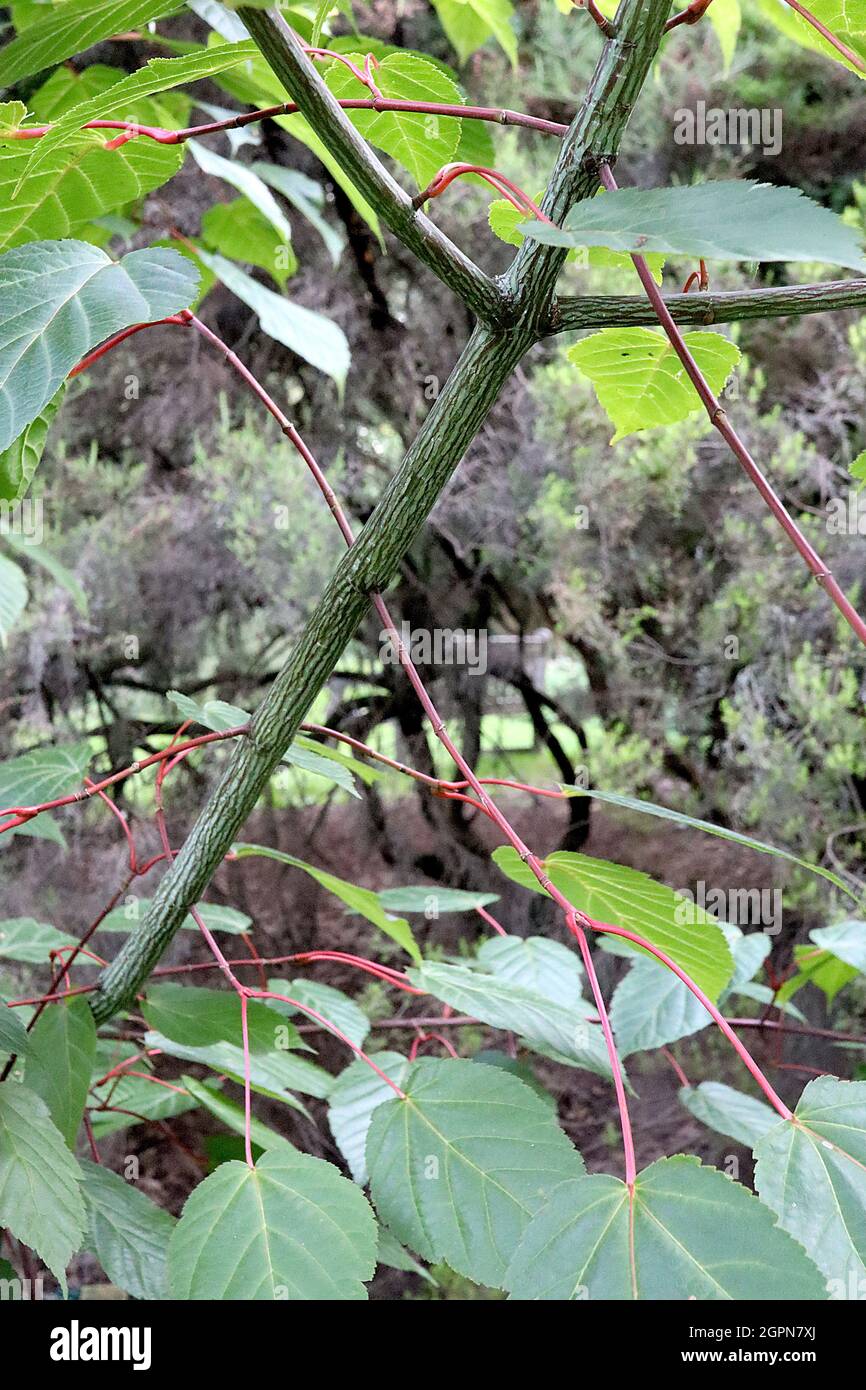 Acer davidii ‘George Forrest’ snake bark maple – striped light green and dark brown bark, mid green leaves with red stems,  September, England, UK Stock Photo