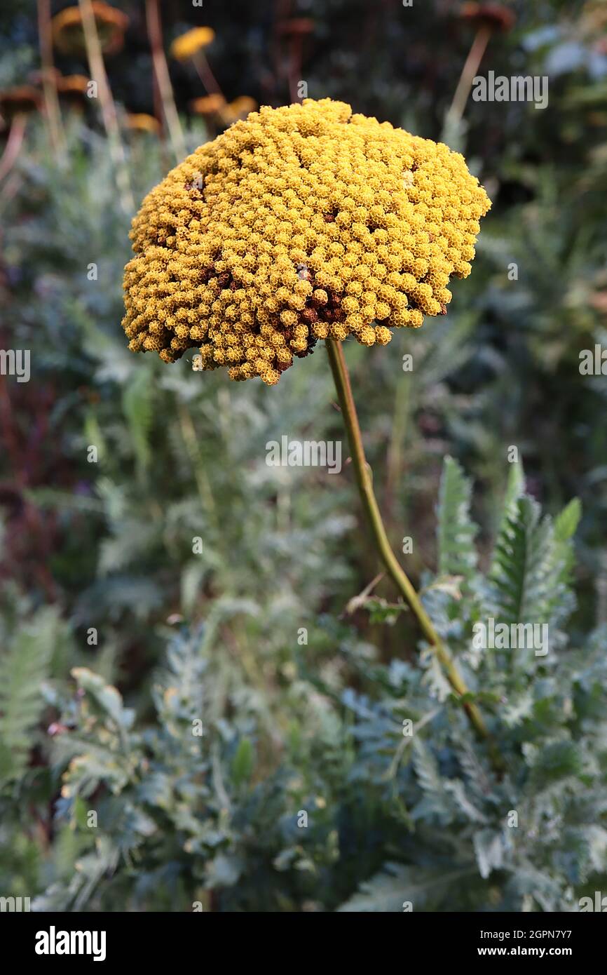 Achillea filipendulina ‘Cloth of Gold’ yarrow Cloth of Gold - large domed clusters of tiny yellow flowers on tall stems,  September, England, UK Stock Photo