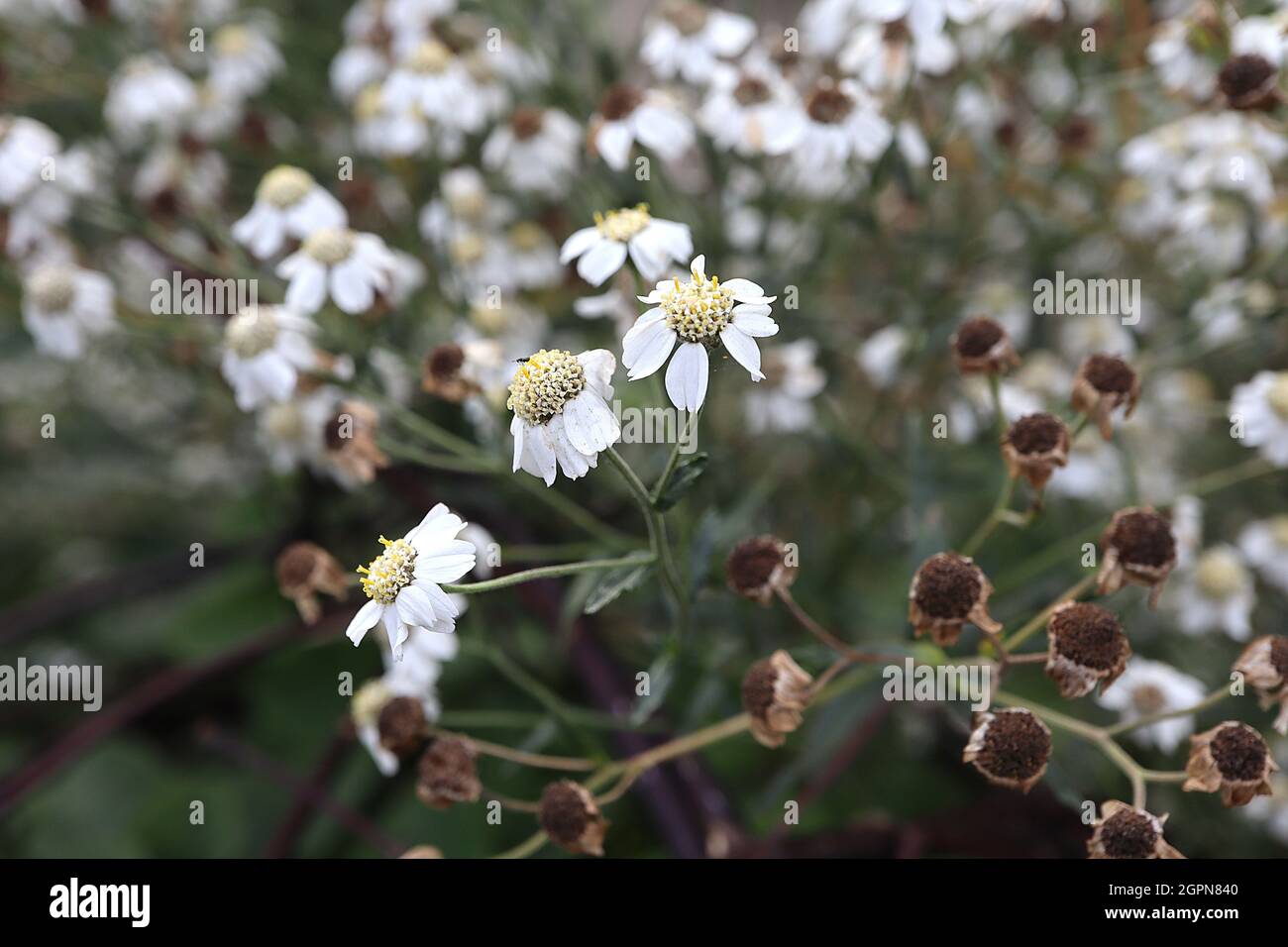 Achillea ptarmica ‘The Pearl’ sneezewort The Pearl – small white single flowers in loose clusters, tiny leaves on wiry stems,  September, England, UK Stock Photo