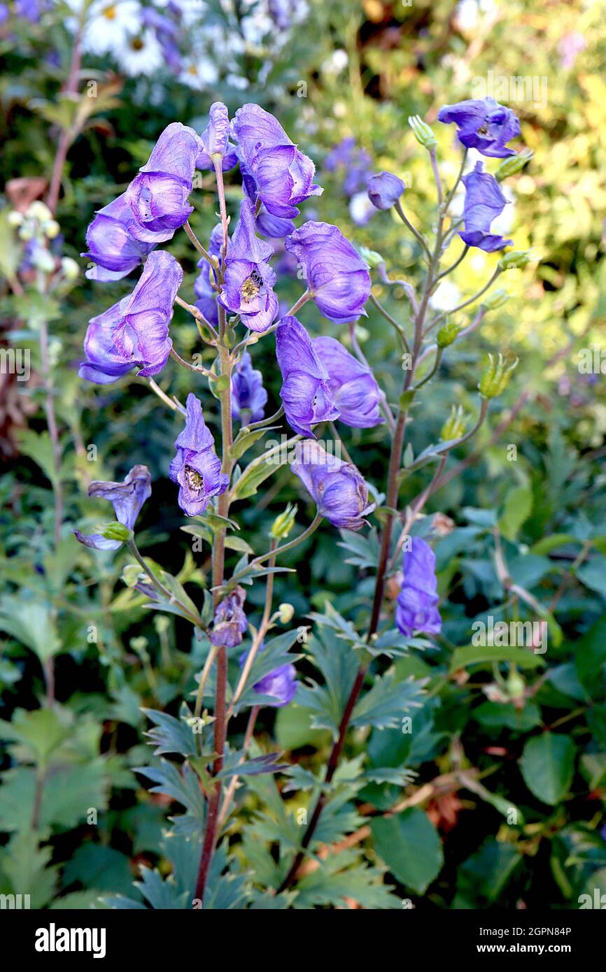 Aconitum napellus ‘Spark’s Variety’ Aconite Spark’s Variety – helmet-shaped purple blue flowers and slender lobed leaves,  September, England, UK Stock Photo
