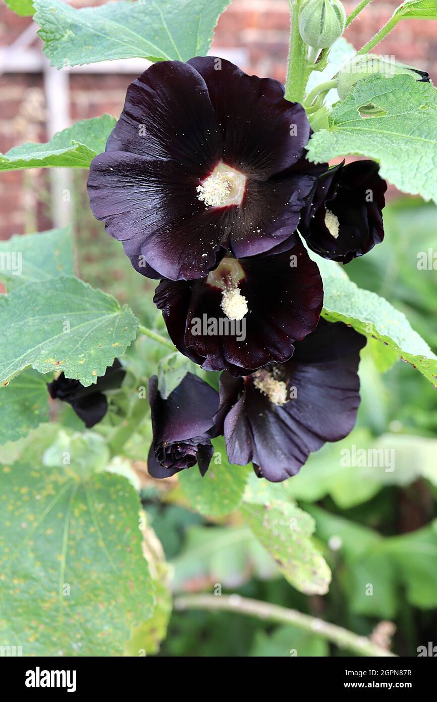 Alcea rosea ‘Nigra’ or ‘Black Knight’ hollyhock Black Knight - single funnel-shaped black lowers with cream centre and creased slightly ruffled petals Stock Photo