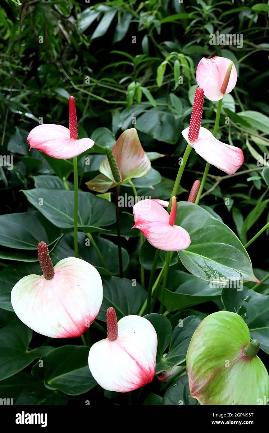 Anthurium andraeanum ‘Princess Amalia’ or ‘Hotlips’ white soft heart-shaped flowers with red pointed tip, spathes with prominent red spadix, September Stock Photo