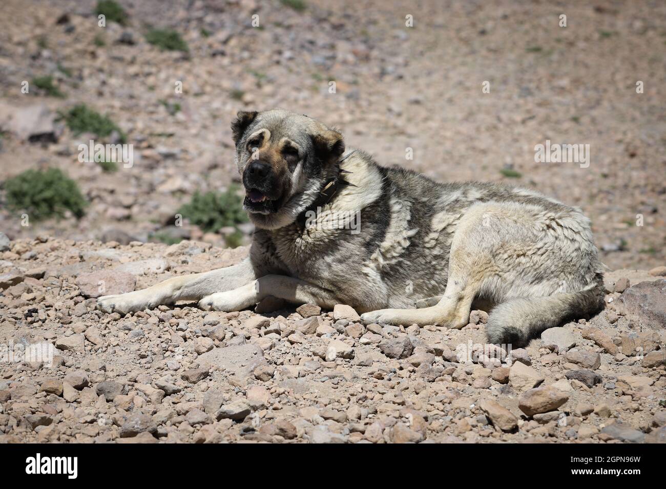 Kangal Shepherd Dog on duty in nature Stock Photo