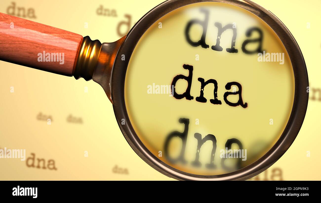Dna - abstract concept and a magnifying glass enlarging English word Dna to symbolize studying, examining or searching for an explanation and answers Stock Photo