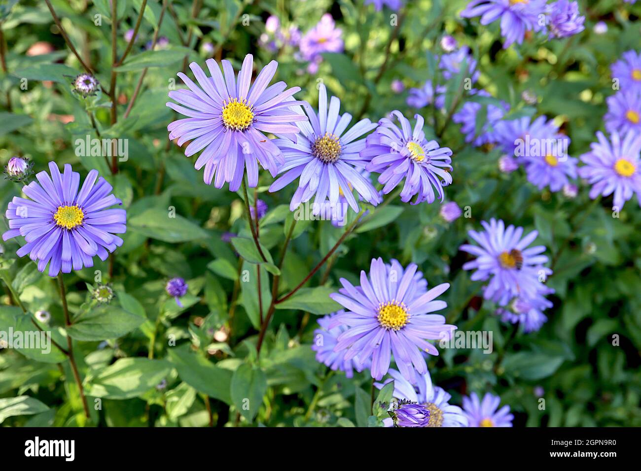 Jungfrau botanical hi-res stock photography and images - Alamy