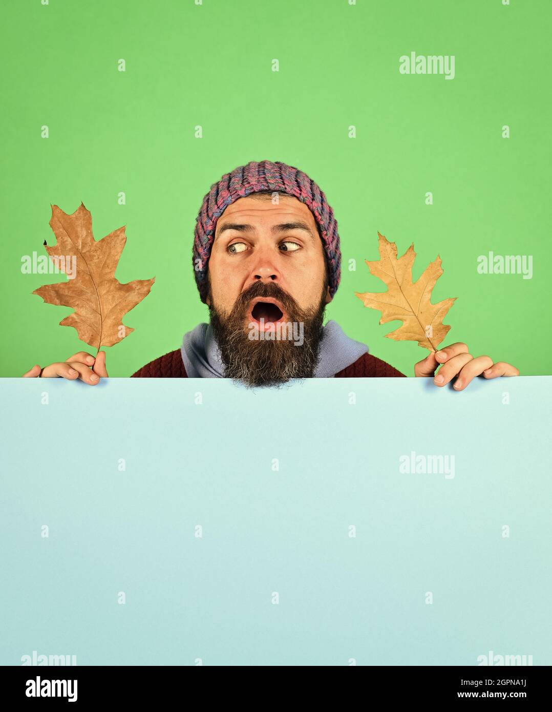 Autumn and fallen leaves season. Man holds oak tree leaves Stock Photo