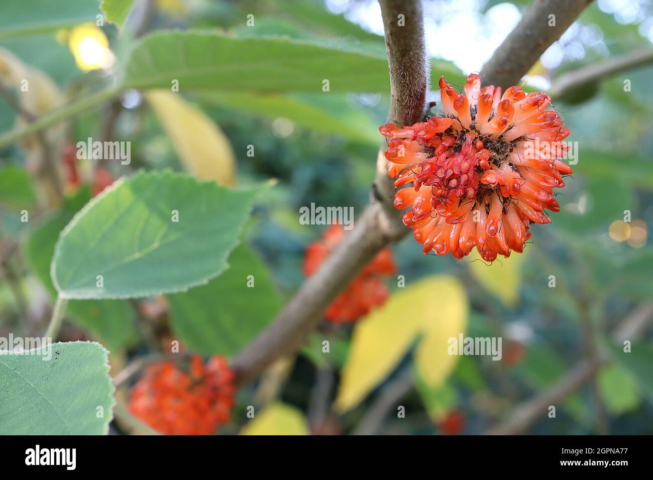 Broussonetia papyrifera paper mulberry – spherical clusters of cylindrical-shaped orange fruit in spherical clusters,  September, England, UK Stock Photo
