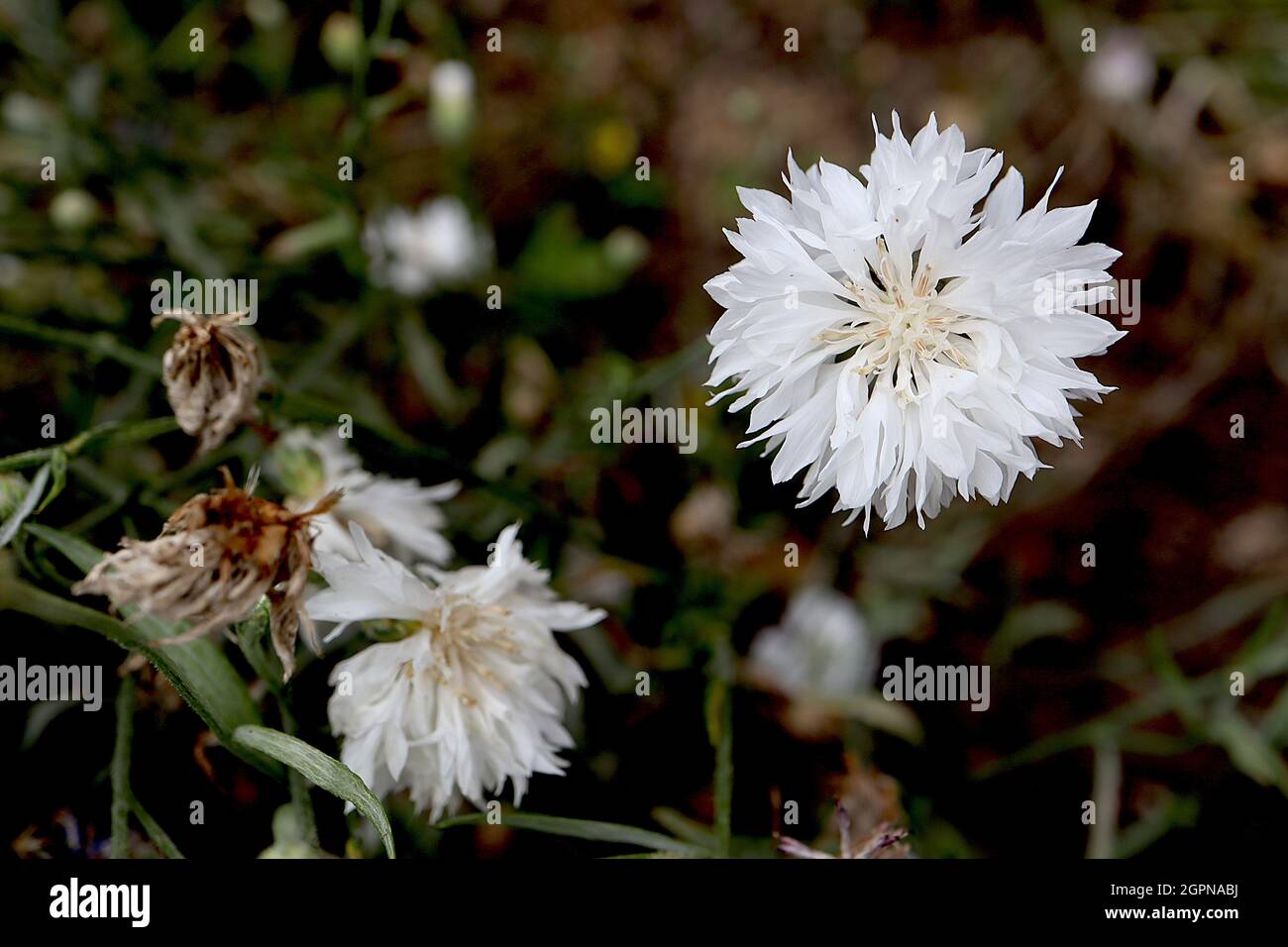 Bachelors buttons hires stock photography and images Alamy