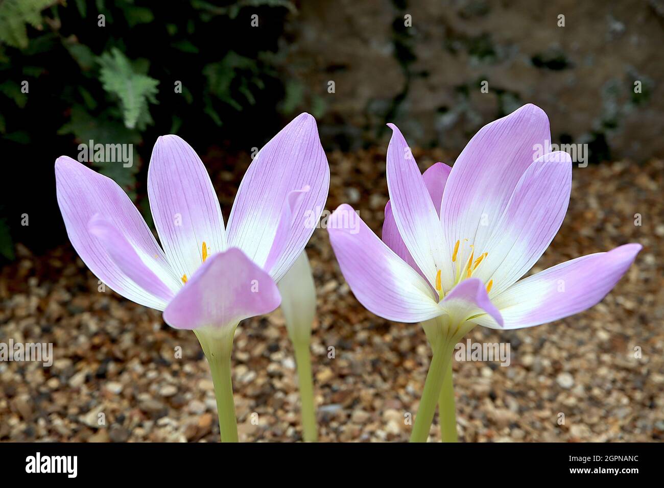 Colchicum speciosum giant meadow saffron - lavender pink funnel-shaped flowers with white centre on white stems,  September, England, UK Stock Photo