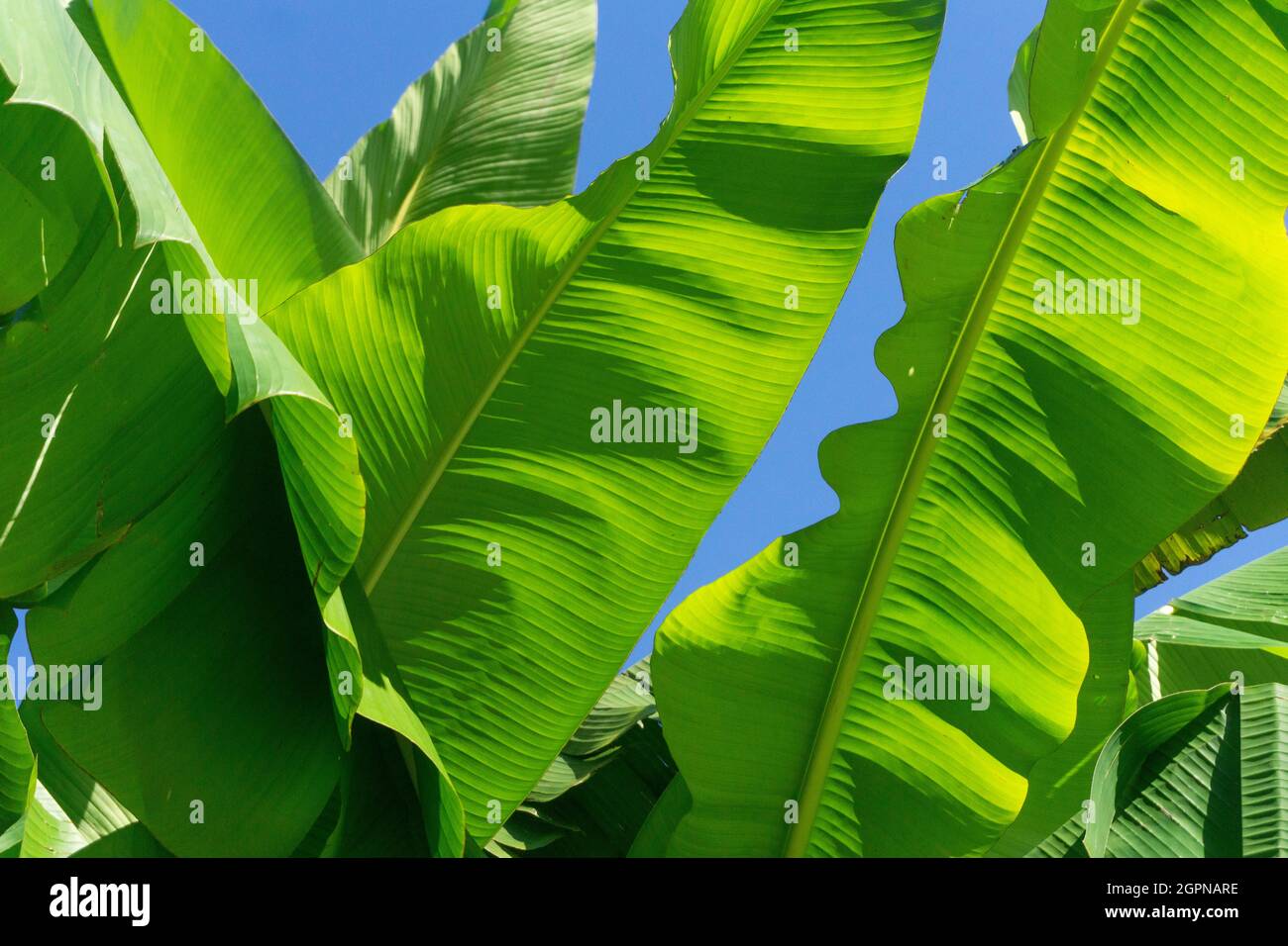 Large green tropical banana plant leaves against a blue summer sky