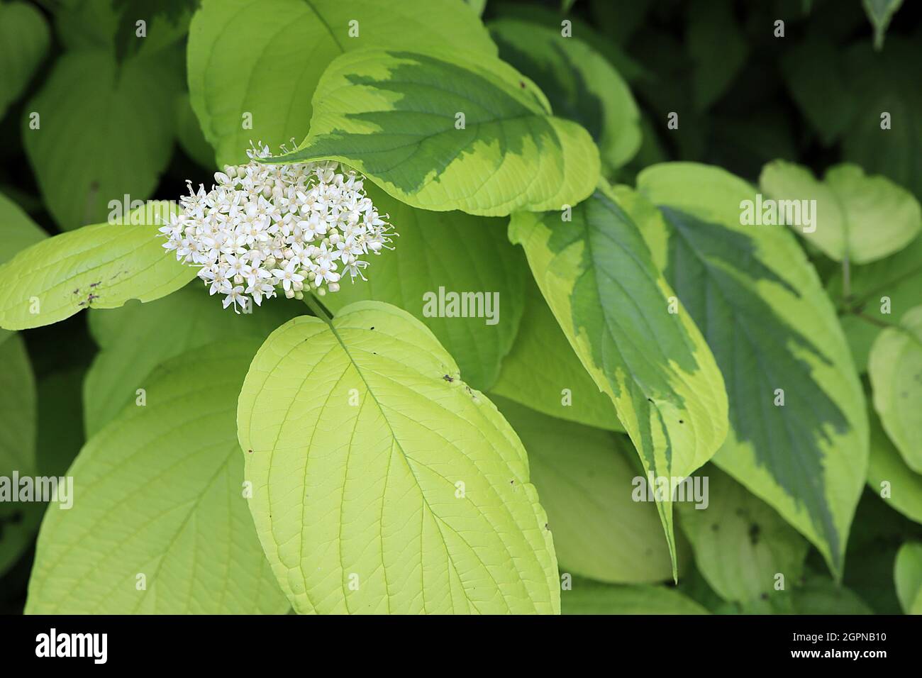 Cornus alba ‘Spaethii’  red-barked dogwood – domed clusters of tiny white flowers, lime green and dark green variegated foliage,  September, England, Stock Photo