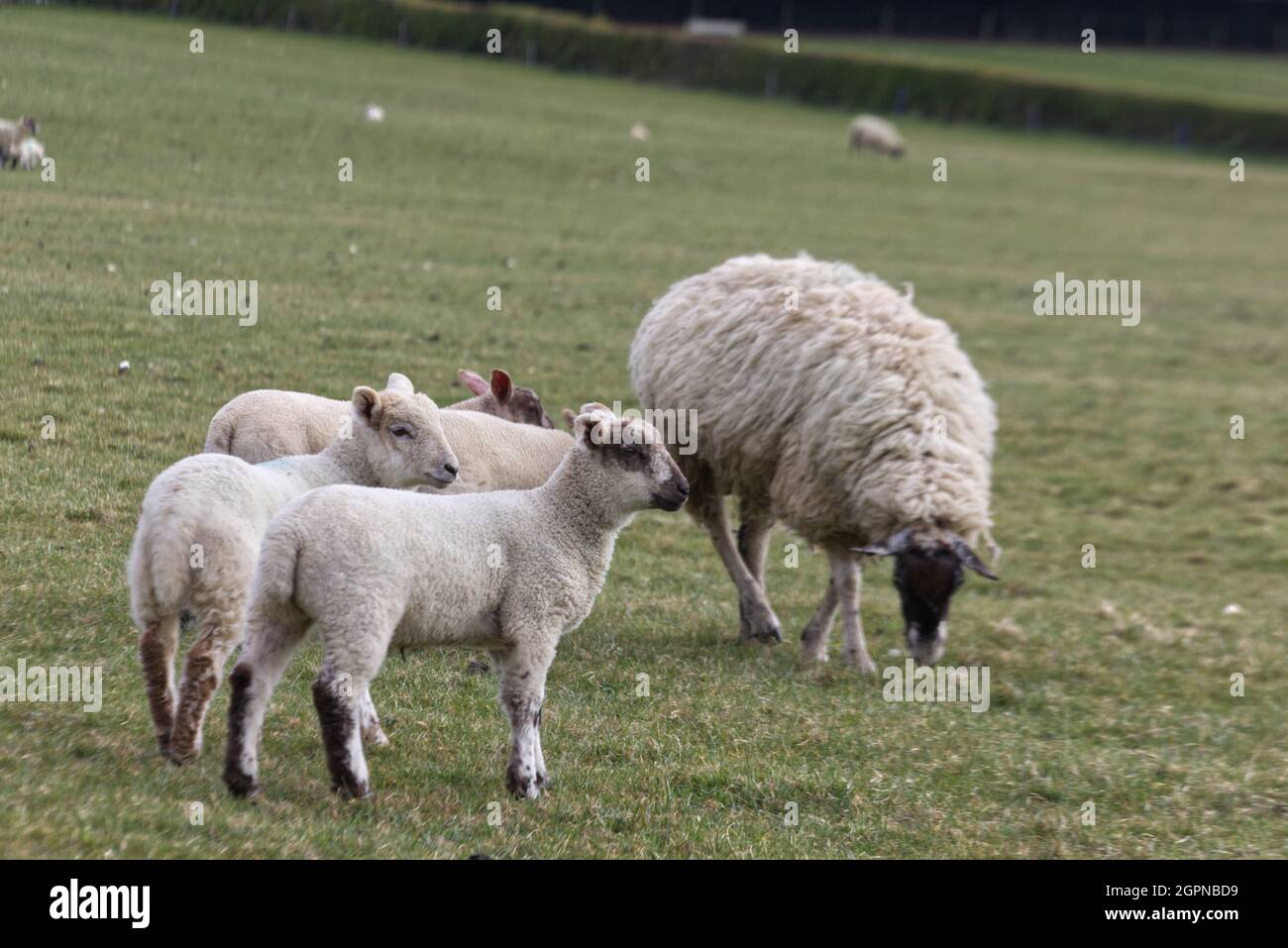 sheep and lambs in a field Stock Photo - Alamy