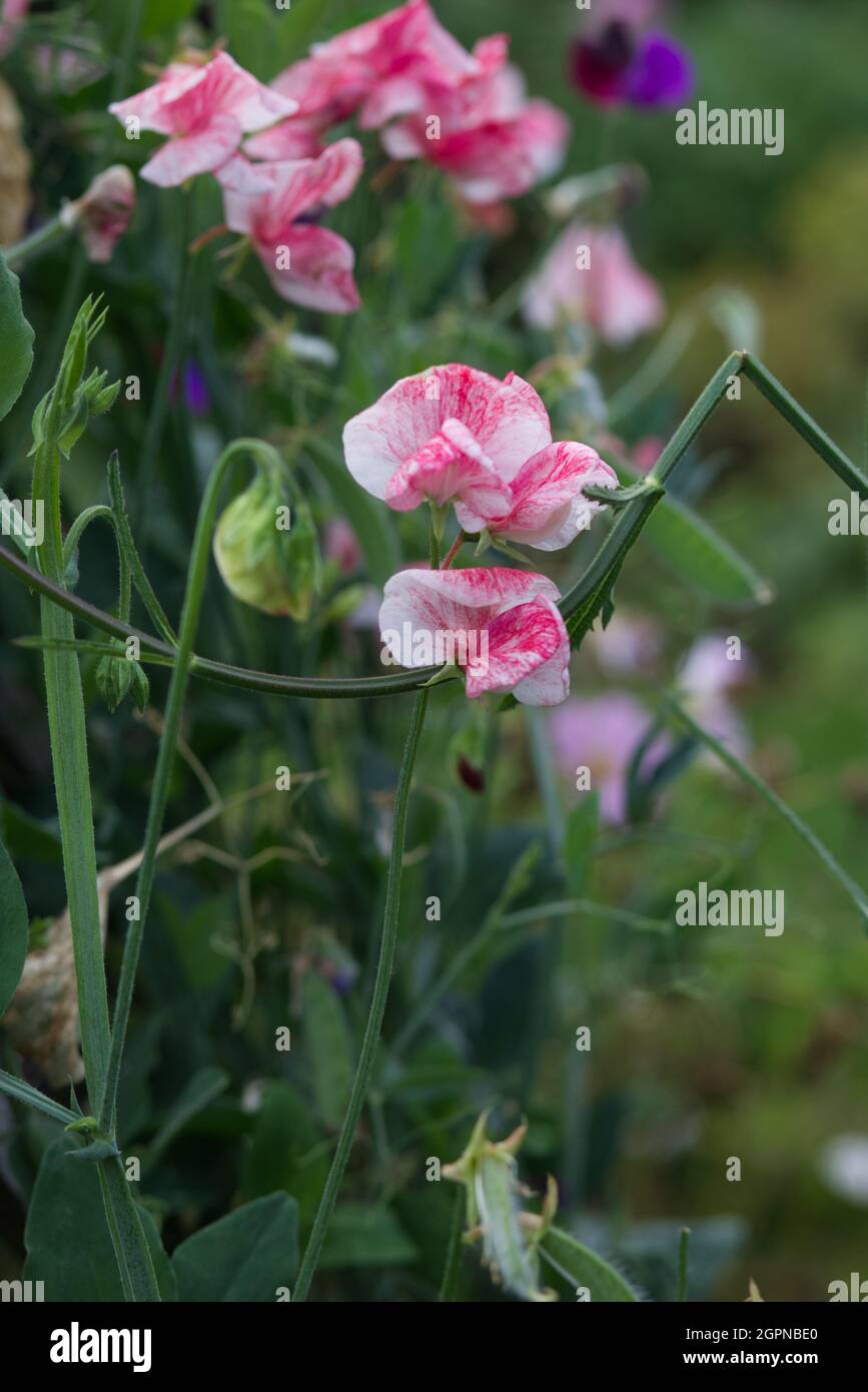 Lathyrus odoratus, Pink and White Ripple, sweet pea flower Stock Photo