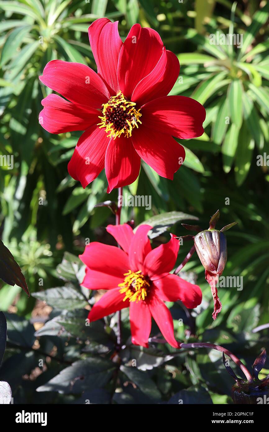 Dahlia ‘Bishop of Canterbury’ Misc class Group 10 semi-double magenta flowers, dark foliage,  September, England, UK Stock Photo