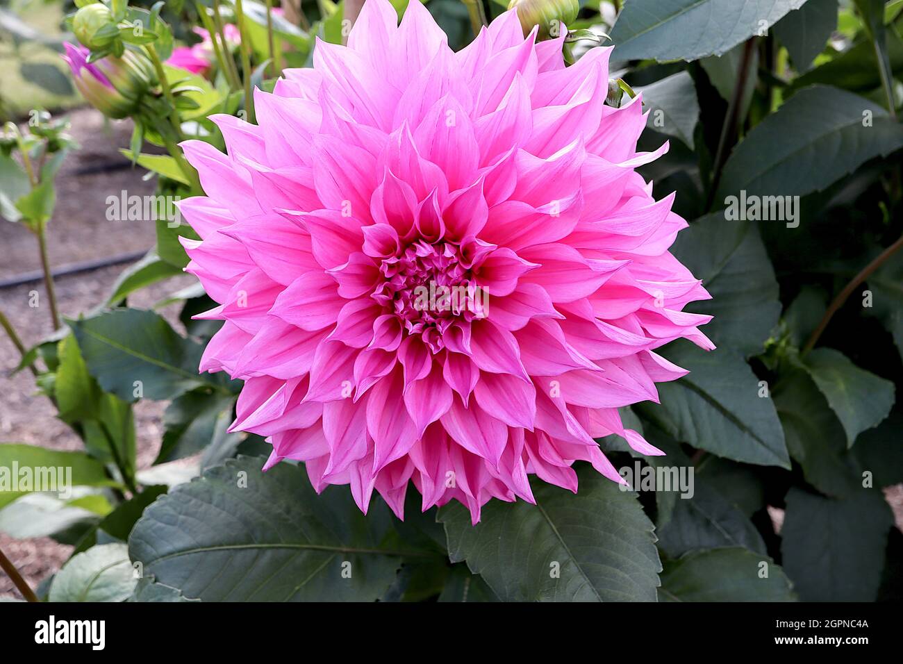 Dahlia ‘Cafe au Lait Rose’ Decorative Dahlia Group 5 giant medium pink flowers with flared incurved petals and pointed petal tips,  September, England Stock Photo