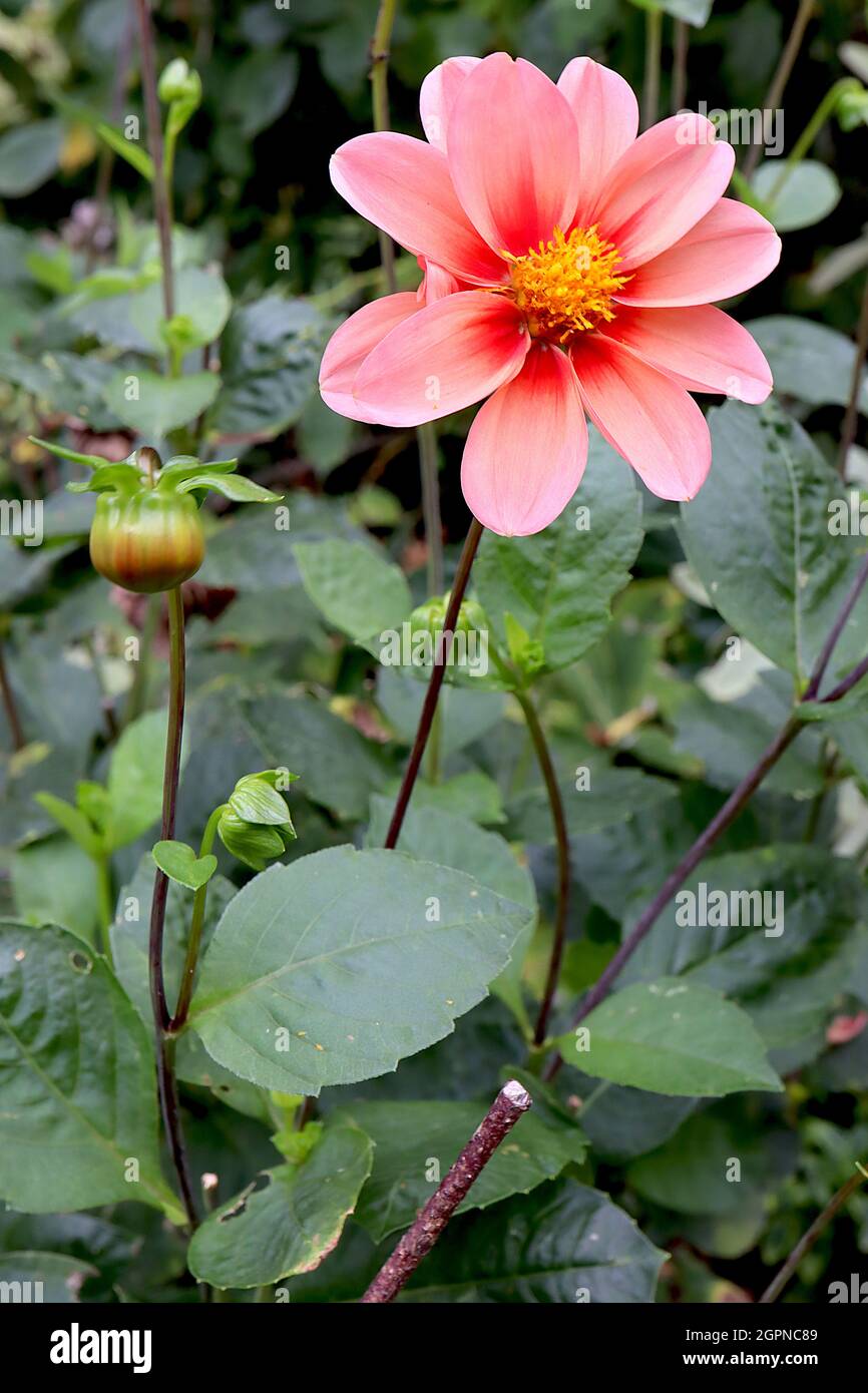 Dahlia ‘Dahlegria Tricolore’ Single-flowered dahlia Group 1 medium pink flowers with pale yellow wash and red halo, September, England, UK Stock Photo