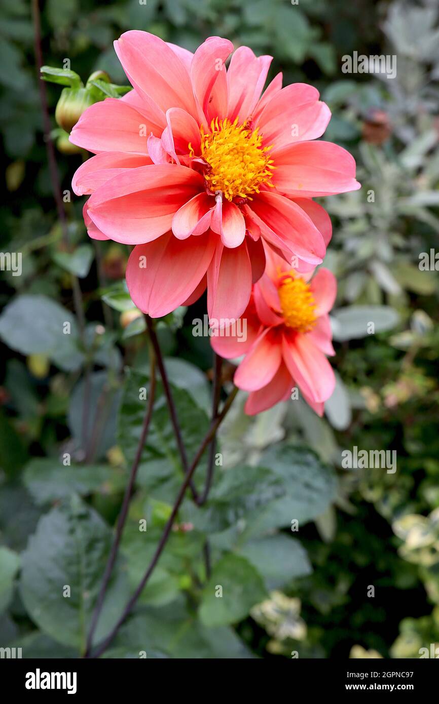 Dahlia ‘Dahlegria Tricolore’ Single-flowered dahlia Group 1 medium pink flowers with pale yellow wash and red halo, September, England, UK Stock Photo