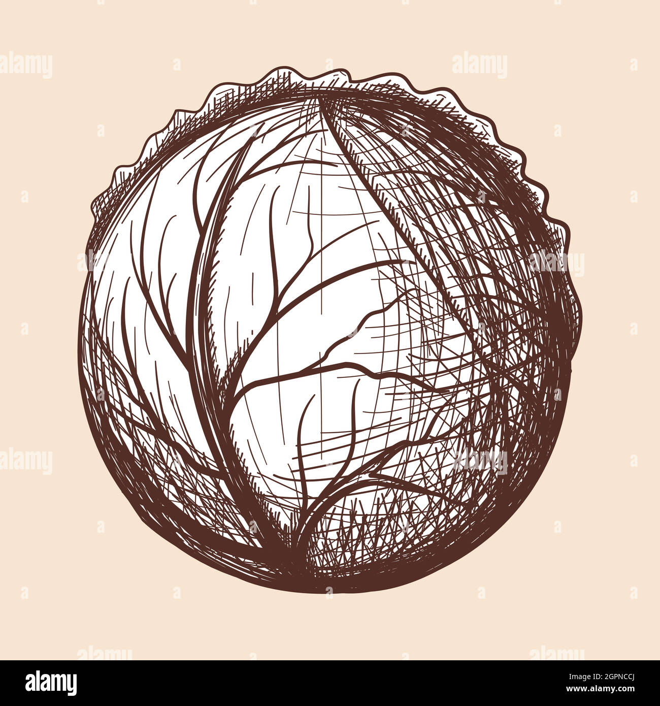 Hand drawn cabbage outline Stock Vector Images - Alamy
