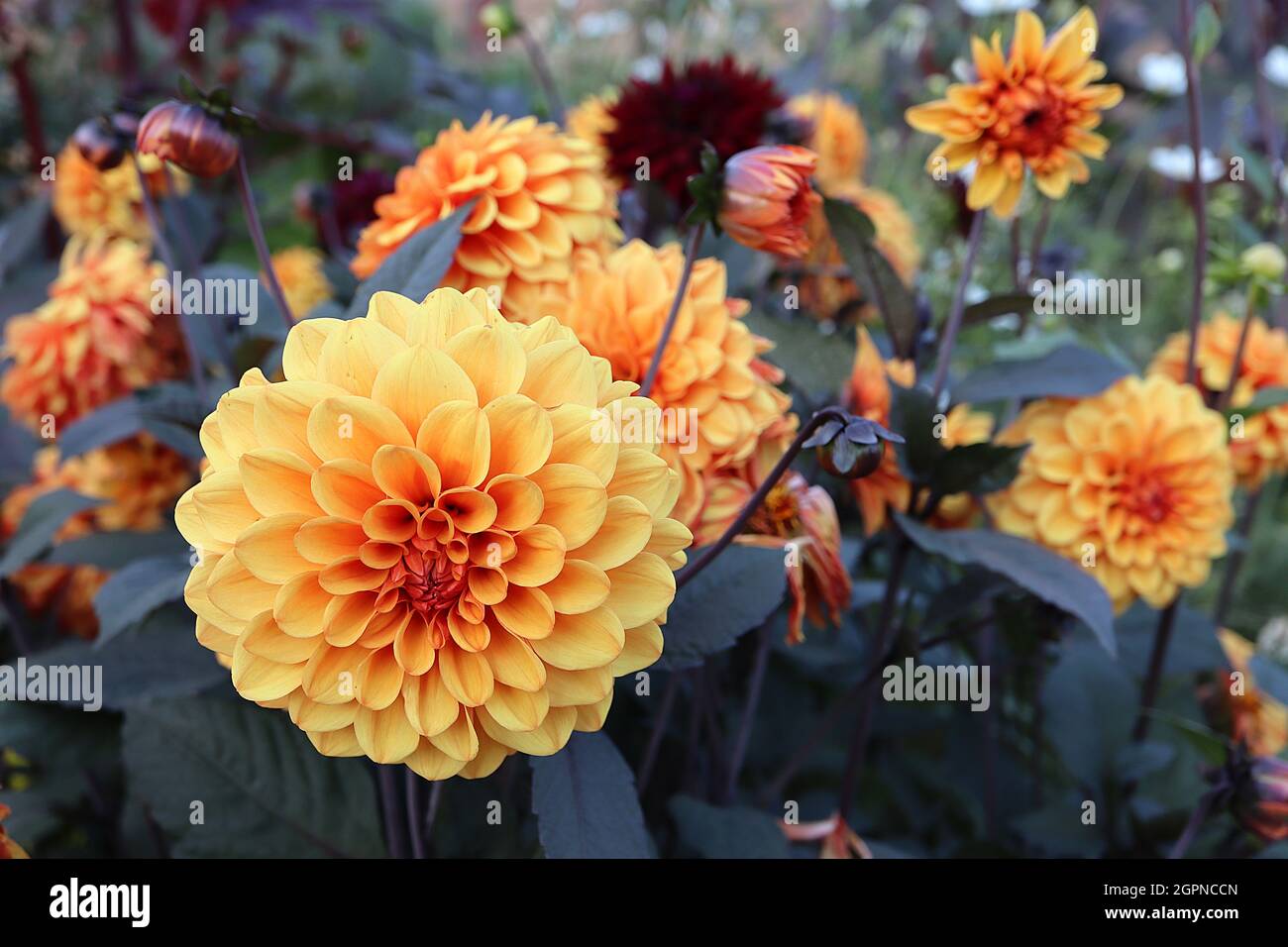 Dahlia ‘David Howard’  Decorative Dahlia Group 5  pale orange flowers and very dark green leaves with dark red outlines,  September, England, UK Stock Photo