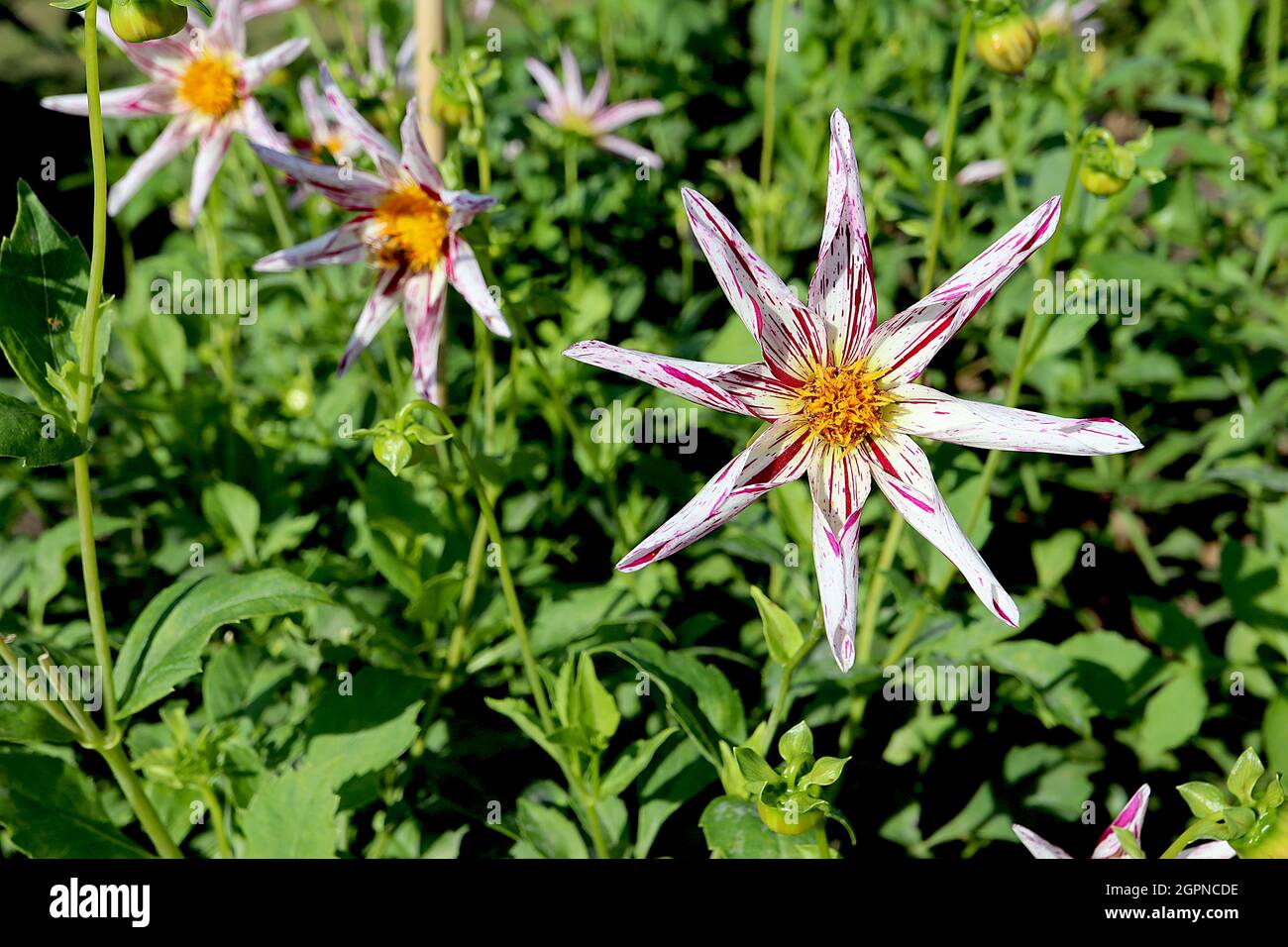 Dahlia ‘Destinys Teachers’ Star dahlia Group 12 white flowers star