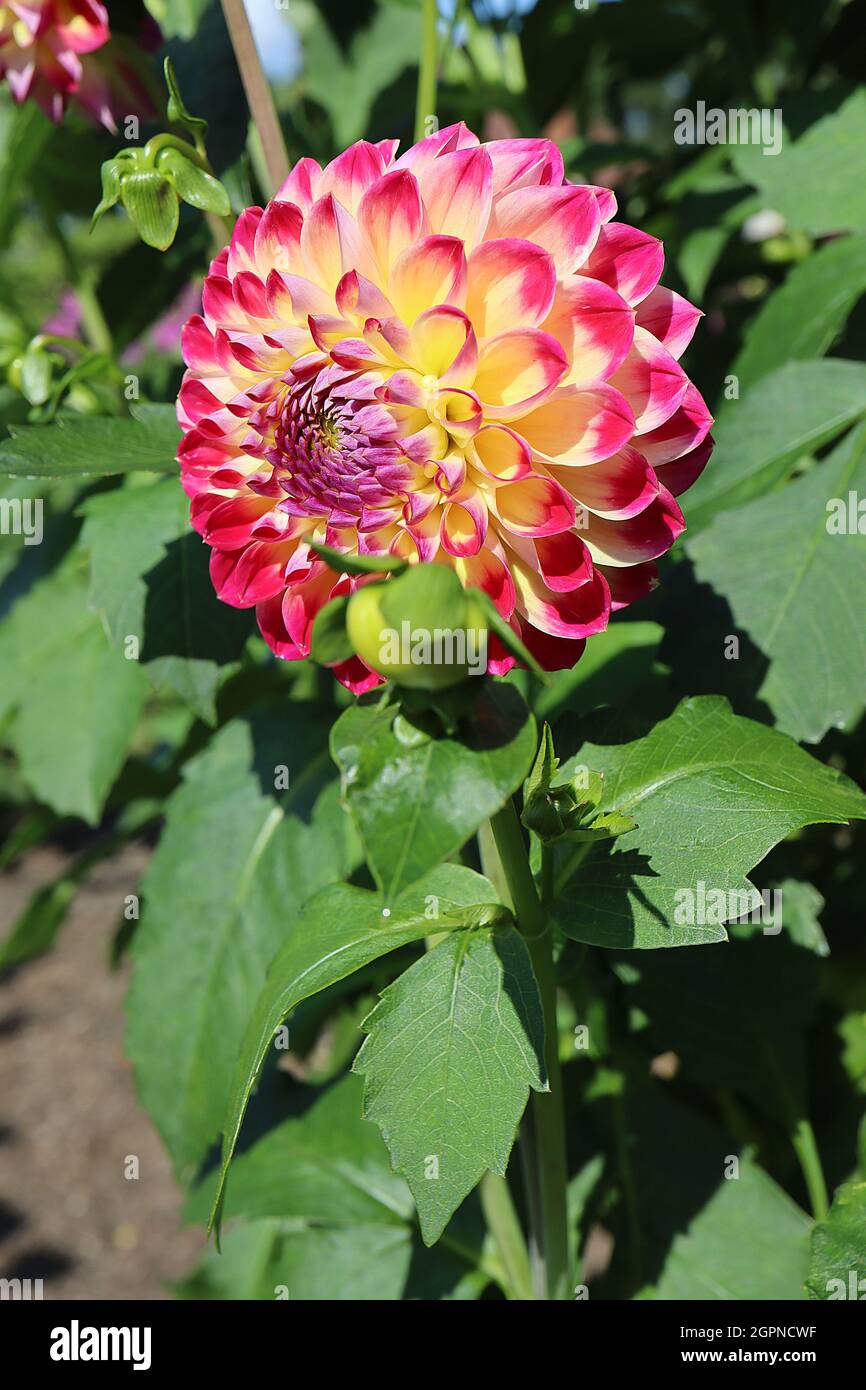Dahlia hapet daydream hires stock photography and images Alamy