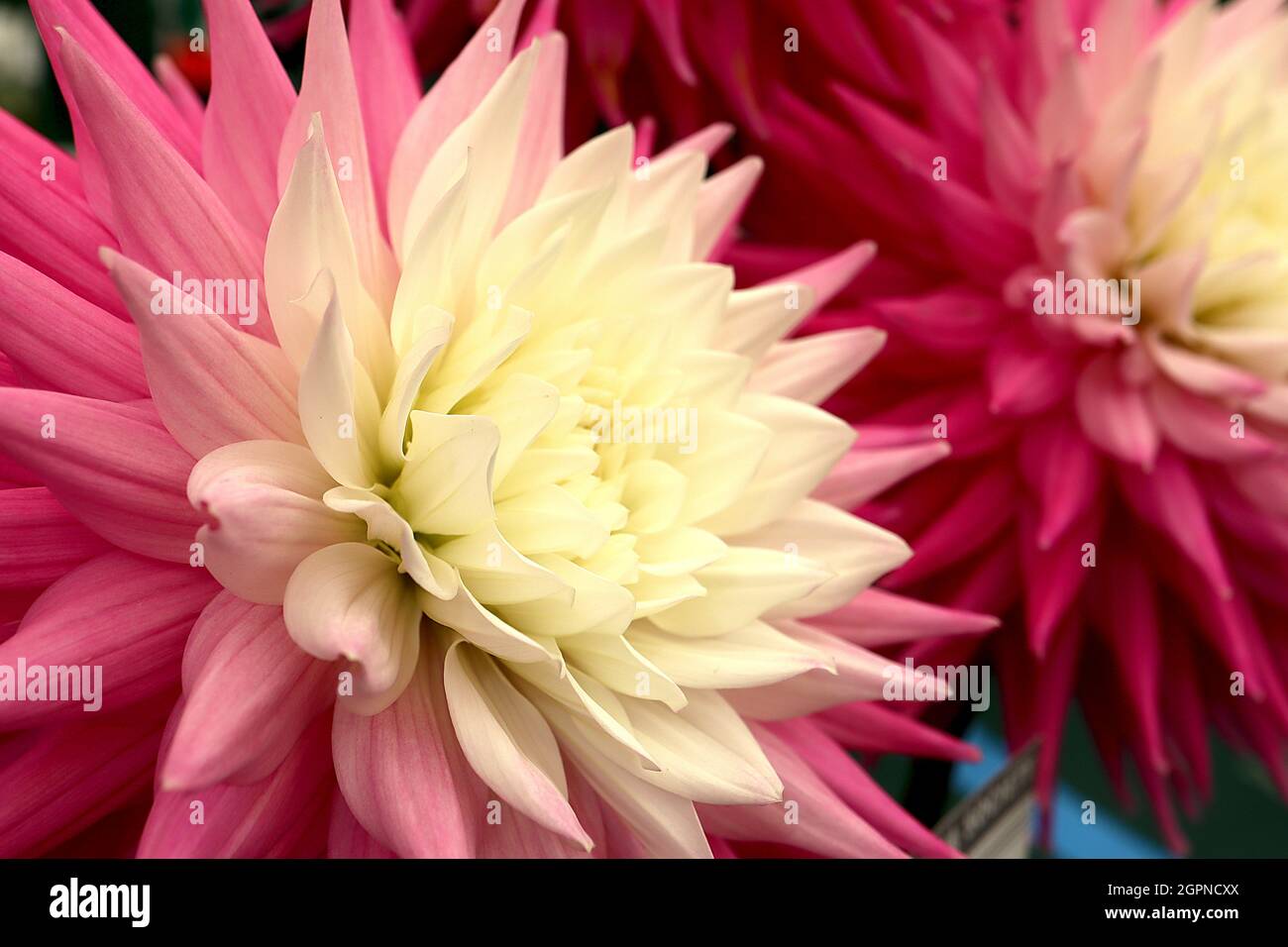 Dahlia ‘Hillcrest Candy’ Semi-cactus dahlia Group 9 ombre effect flowers from pale yellow to pale orange to coral pink petals, rolled spiky petals, Stock Photo