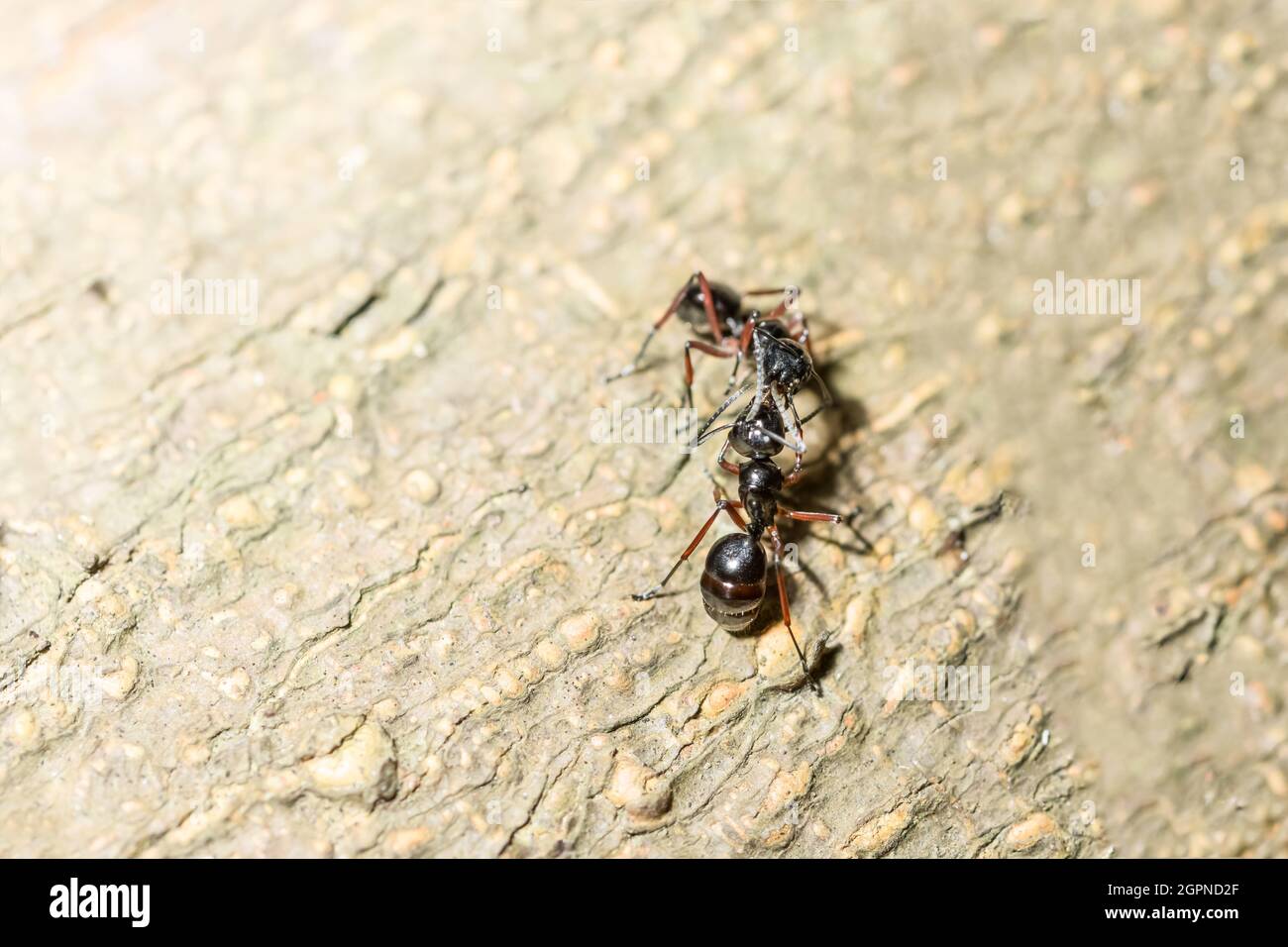 macro red ant Stock Photo