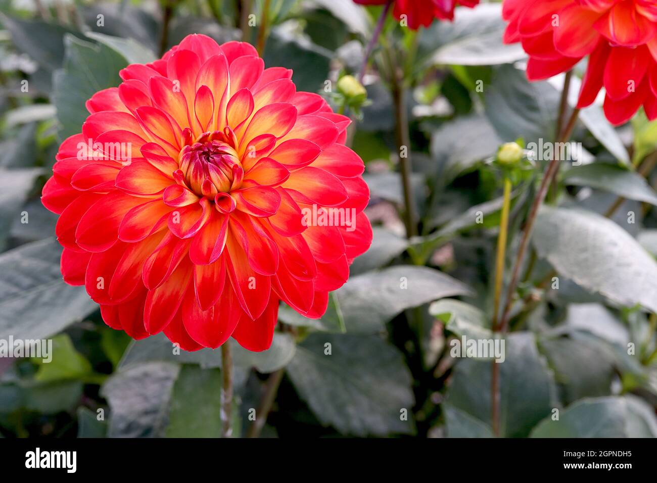 Dahlia lovelife hires stock photography and images Alamy