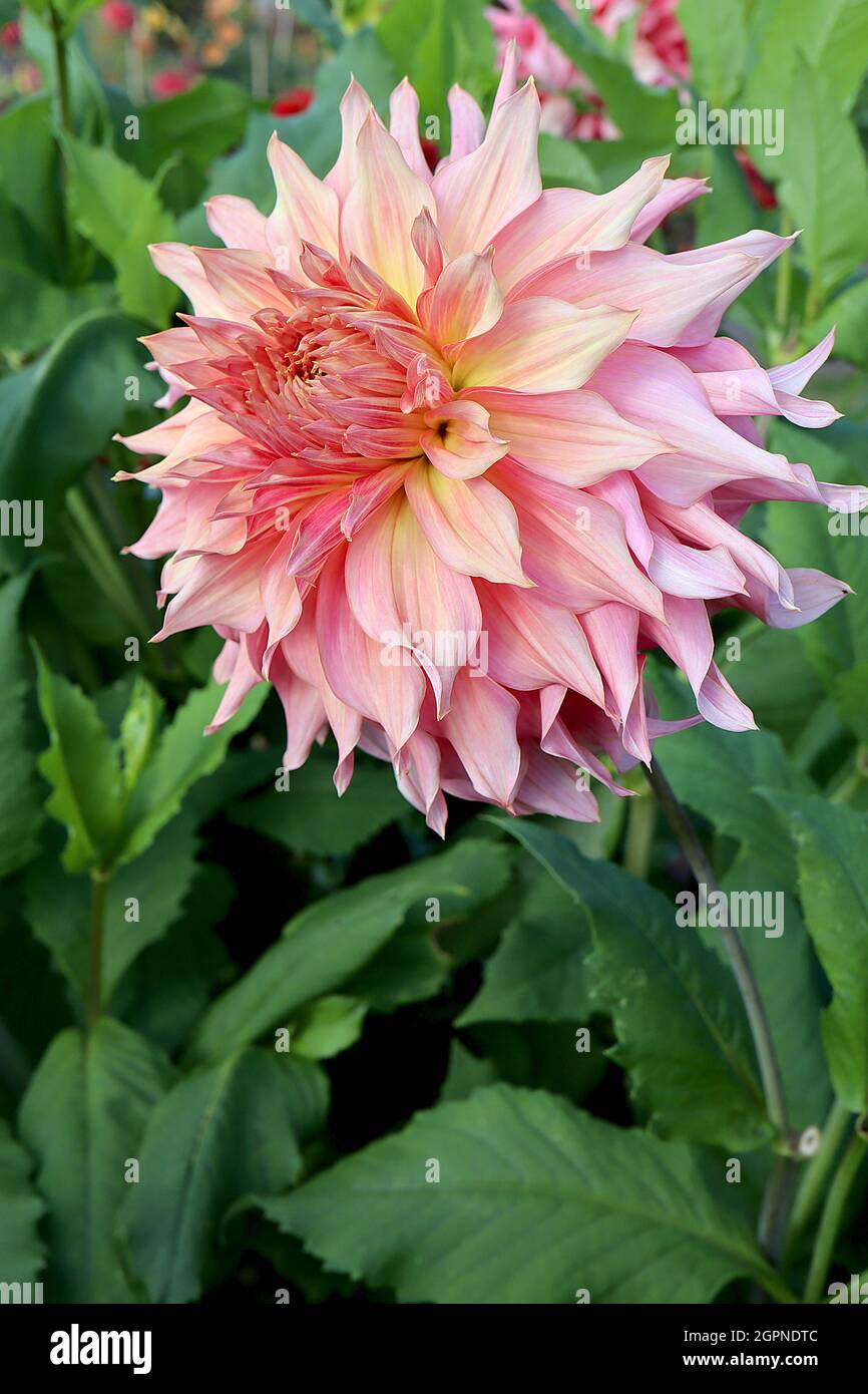 Dahlia 'Penhill Watermelon' Decorative Dahlia Group 5 ombre effect flowers  from lemon yellow to light pink to medium pink petals, flared twisted point  Stock Photo - Alamy