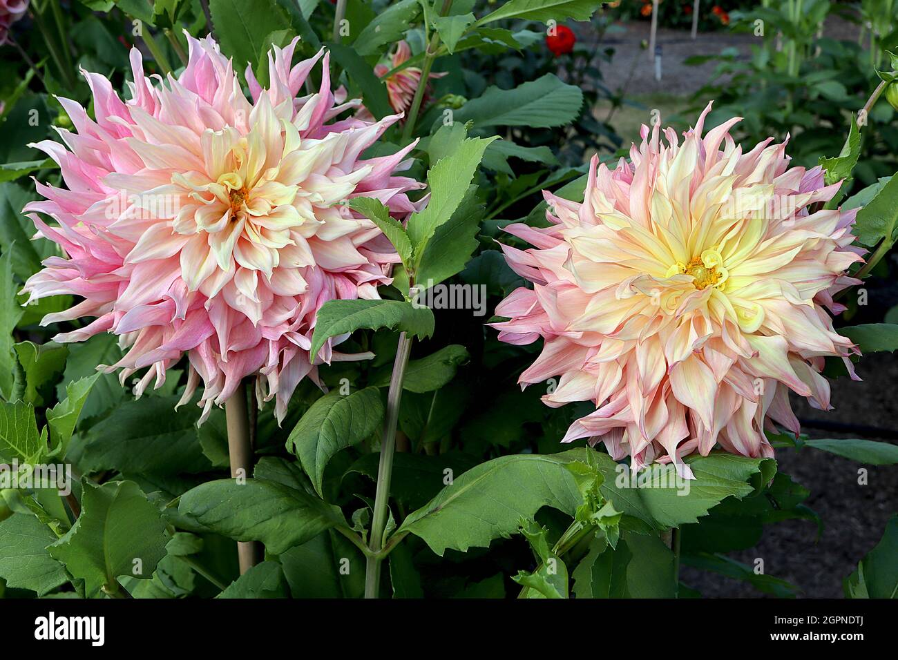 Dahlia ‘Penhill Watermelon’ Decorative Dahlia Group 5 ombre effect flowers from lemon yellow to light pink to medium pink petals, flared twisted point Stock Photo