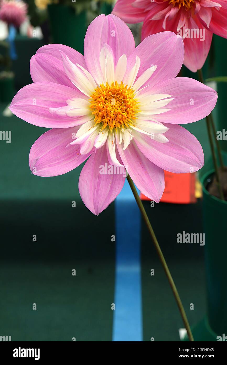 Short medium pink inner petals hires stock photography and images Alamy