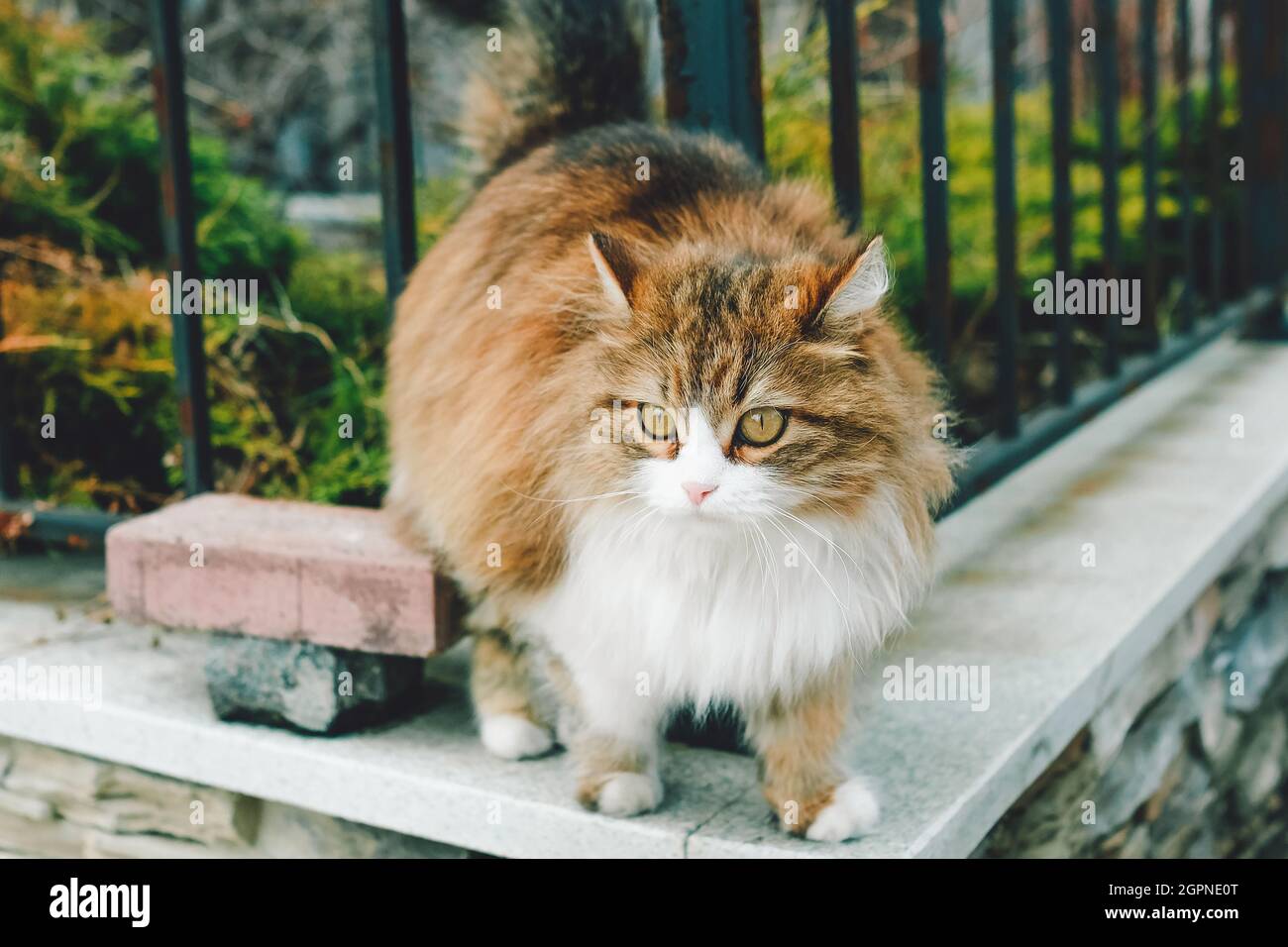 A fluffy cat walks along the fence Stock Photo - Alamy