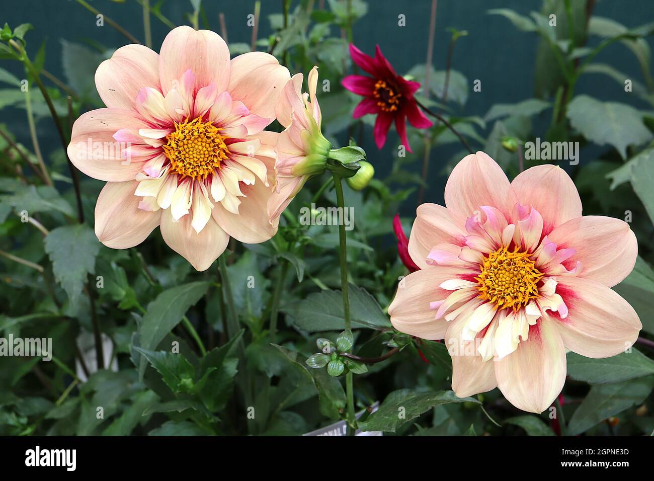 Dahlia rhubarb and custard hi-res stock photography and images - Alamy