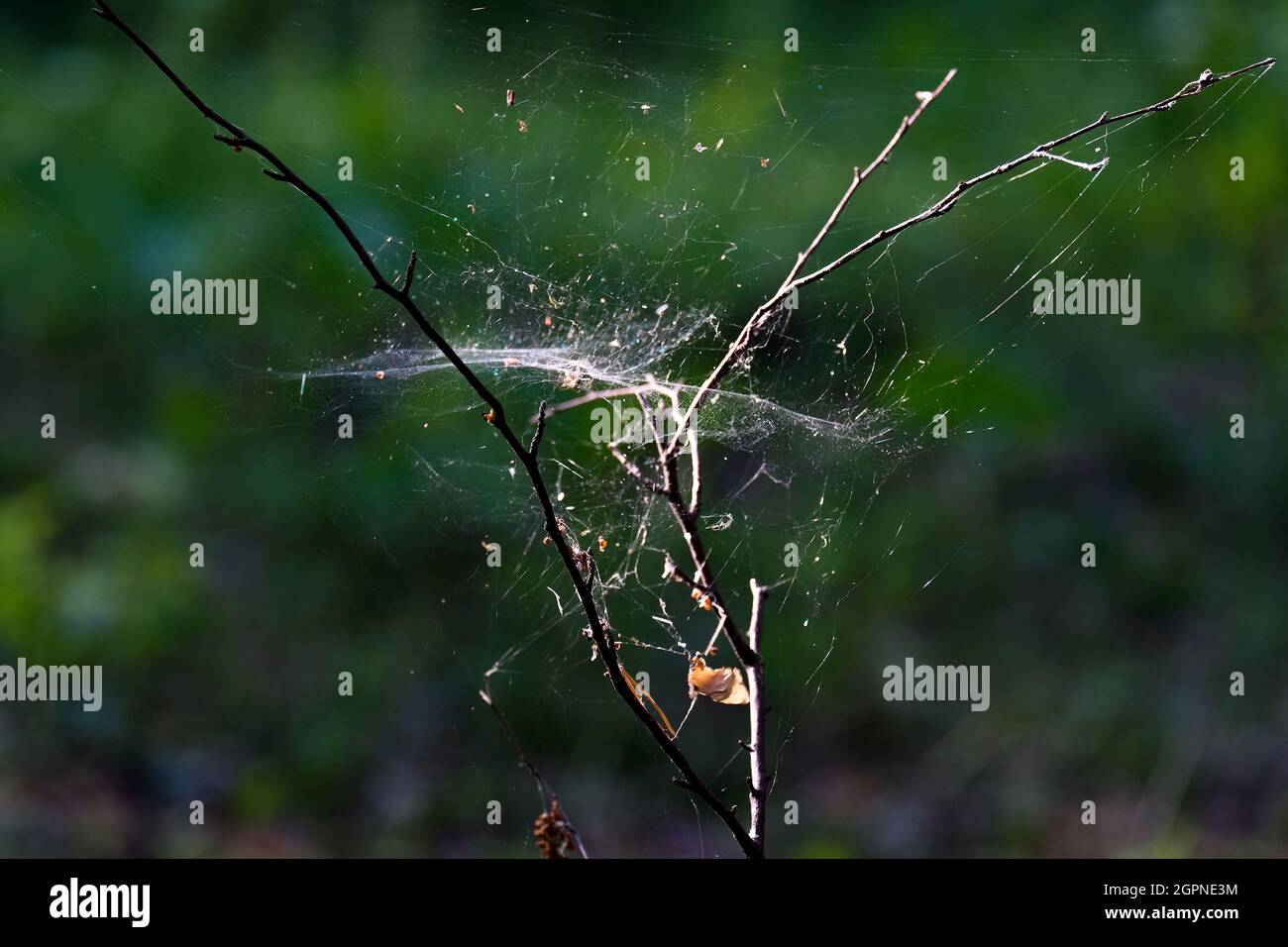 Cobweb on thin branches. Autumn landscape, close-up. Stock Photo