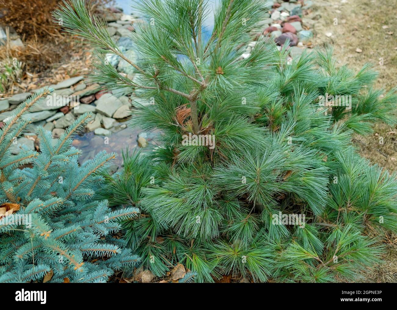 Dwarf coniferous plant in the garden. Evergreen low tree. Stock Photo