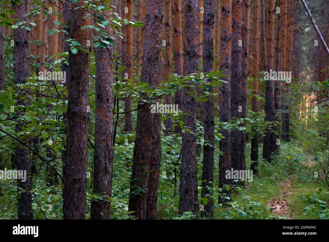 Pine trees grow in one row in the forest. No one Stock Photo Alamy